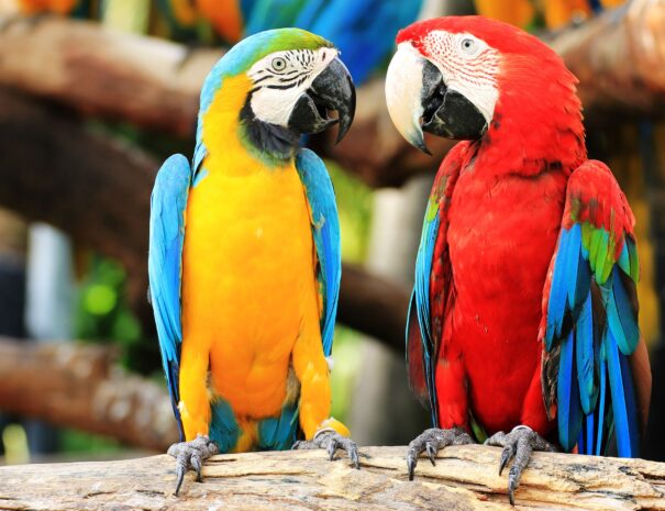 adventure tours jacocosta rica